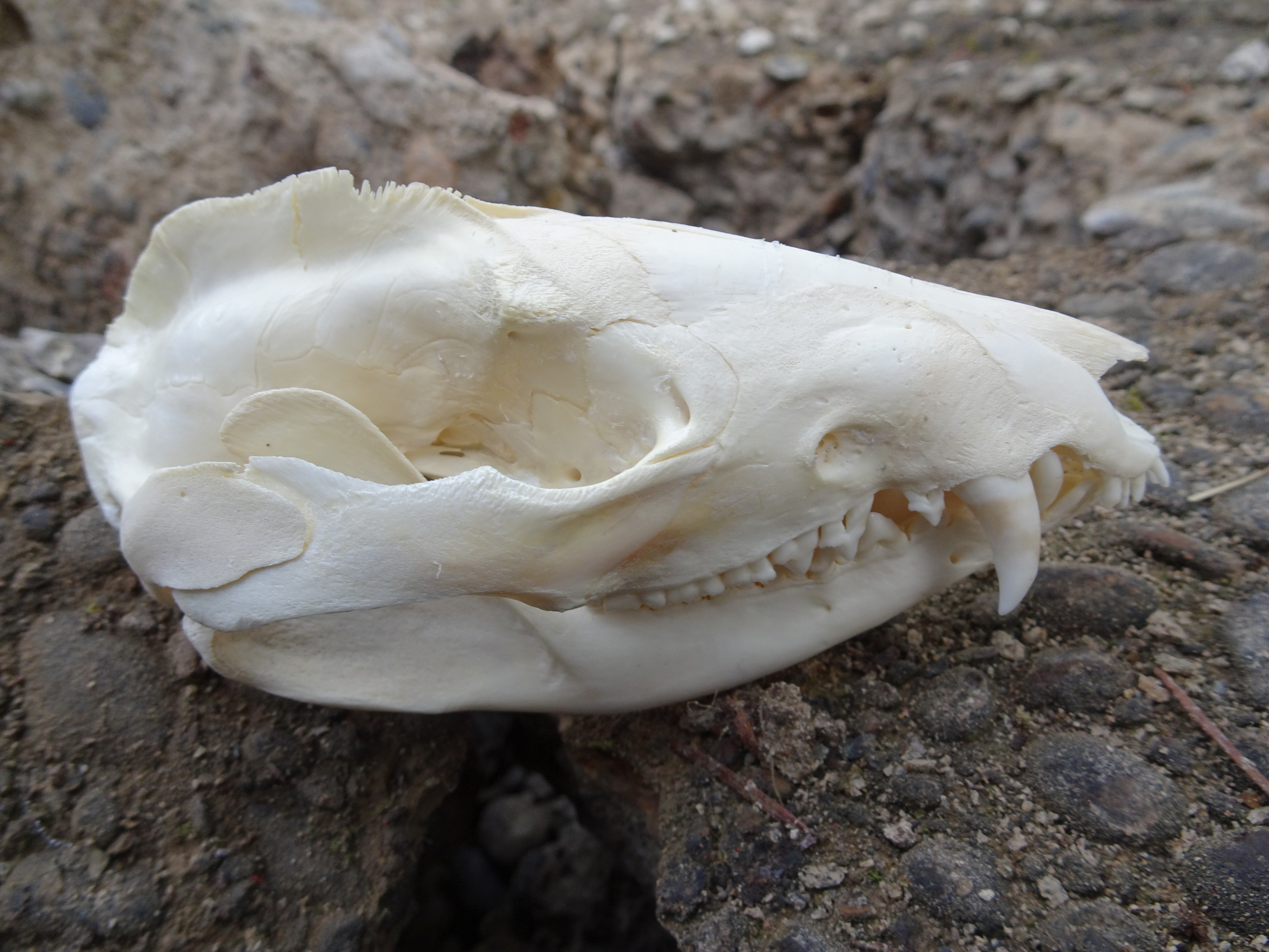 Didelphis virginiana